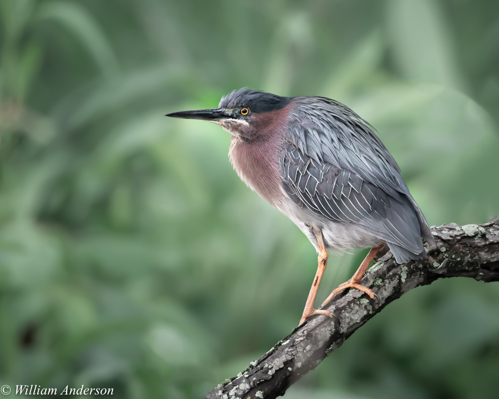 Green Heron2.jpg