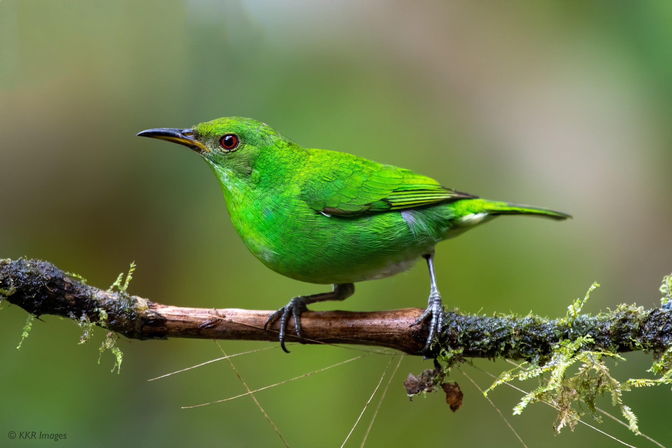 Green Honeycreeper (F) copy.jpg