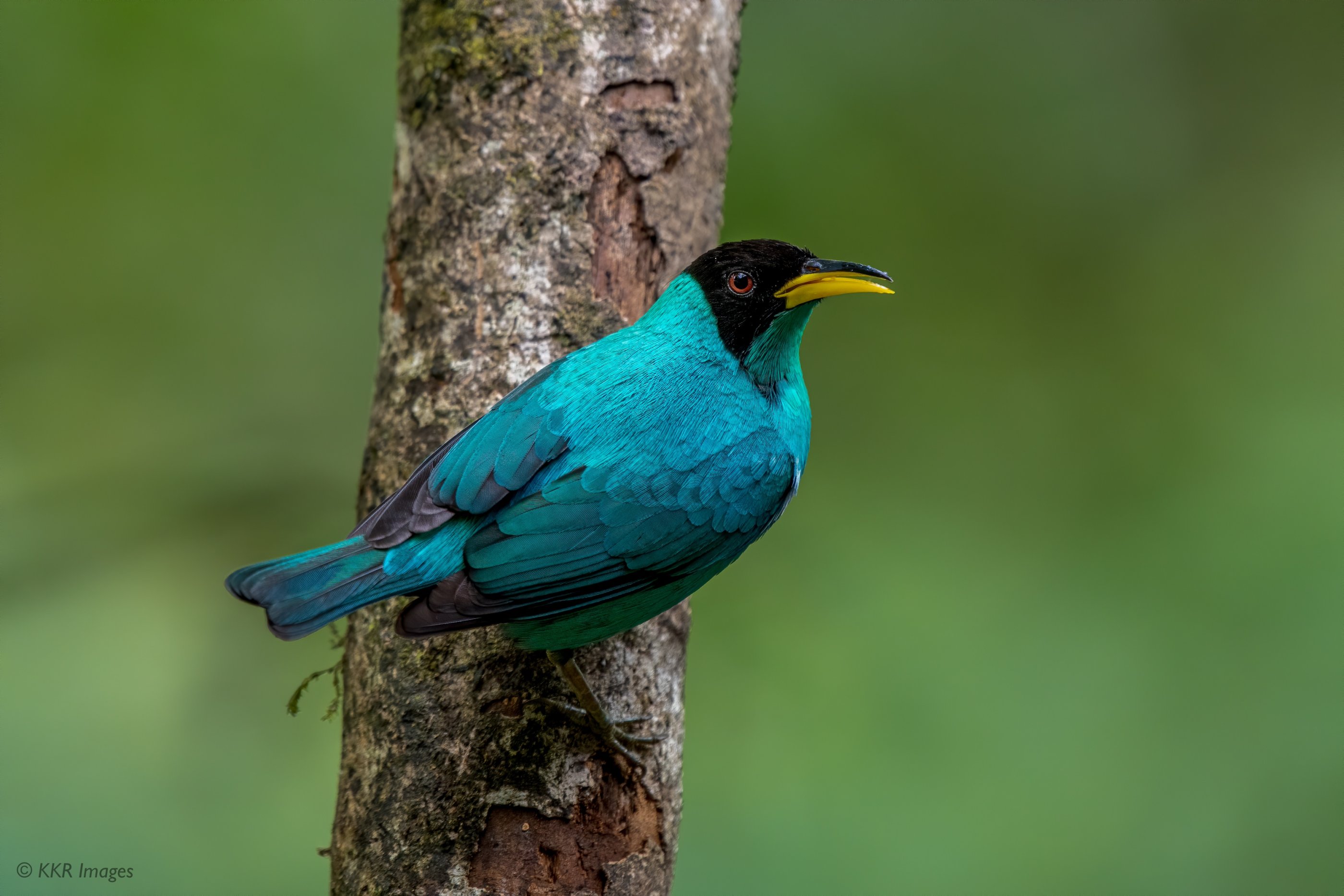 Green Honeycreeper (M).jpg