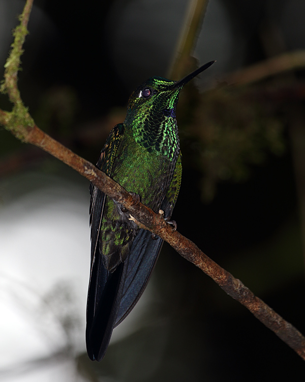 Green Hummingbird on Branch Vertical.jpg