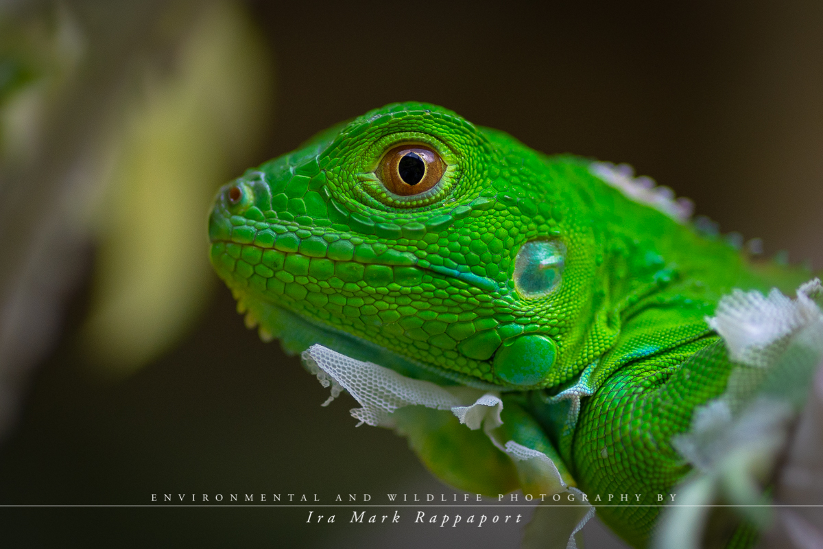 Green Iguana-2.jpg
