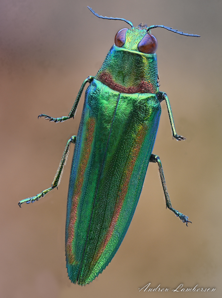 Green Red Buprestid Beetle Malaysia-53.jpg