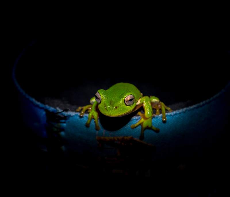 Green Tree Frog-2.jpg