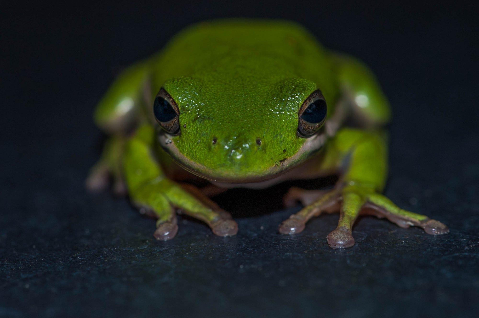 Green Treefrog-101.jpg