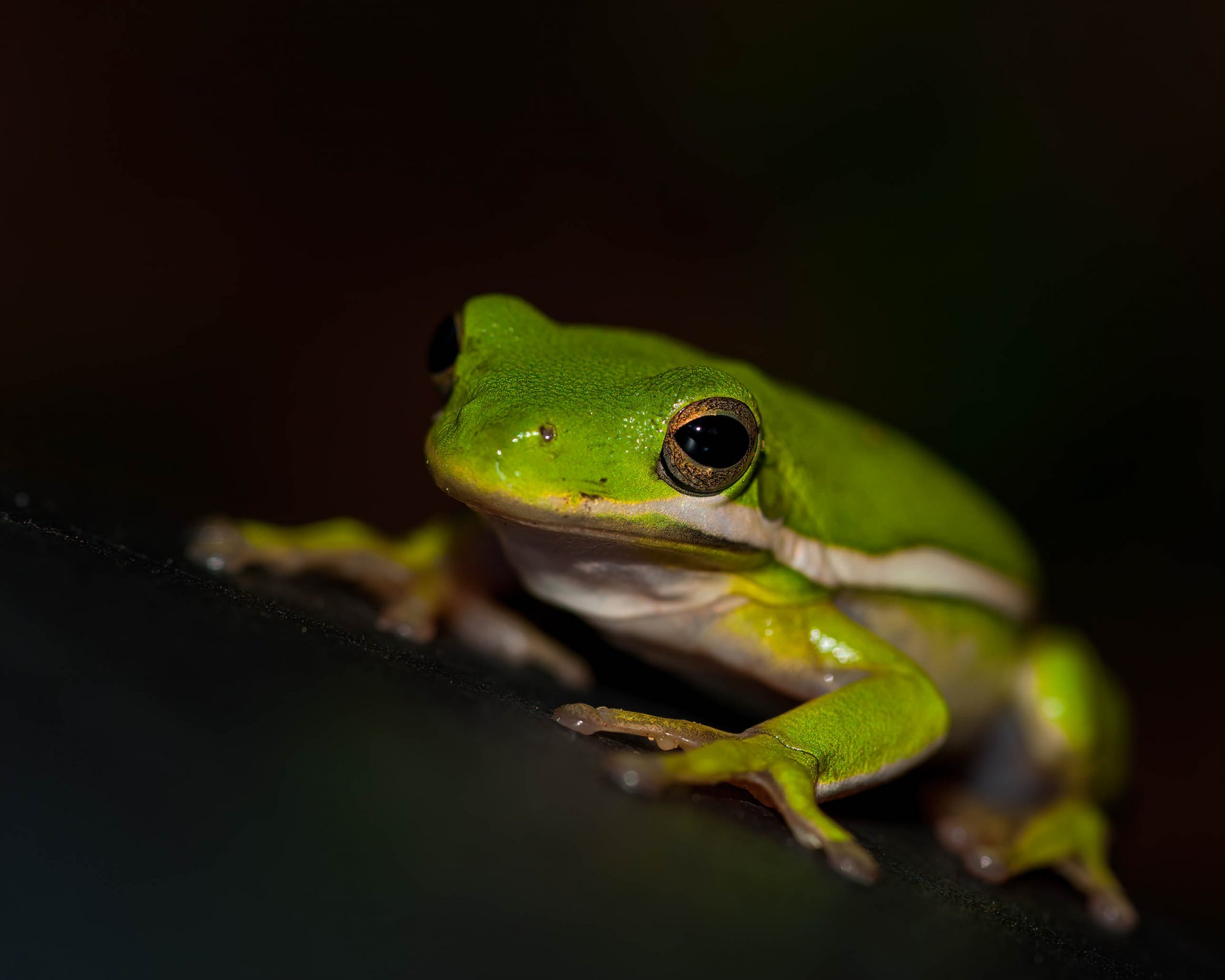 Green Treefrog-102.jpg