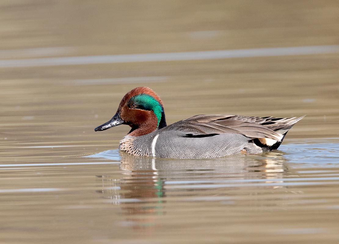 Green-winged Teal 850_1911.jpg