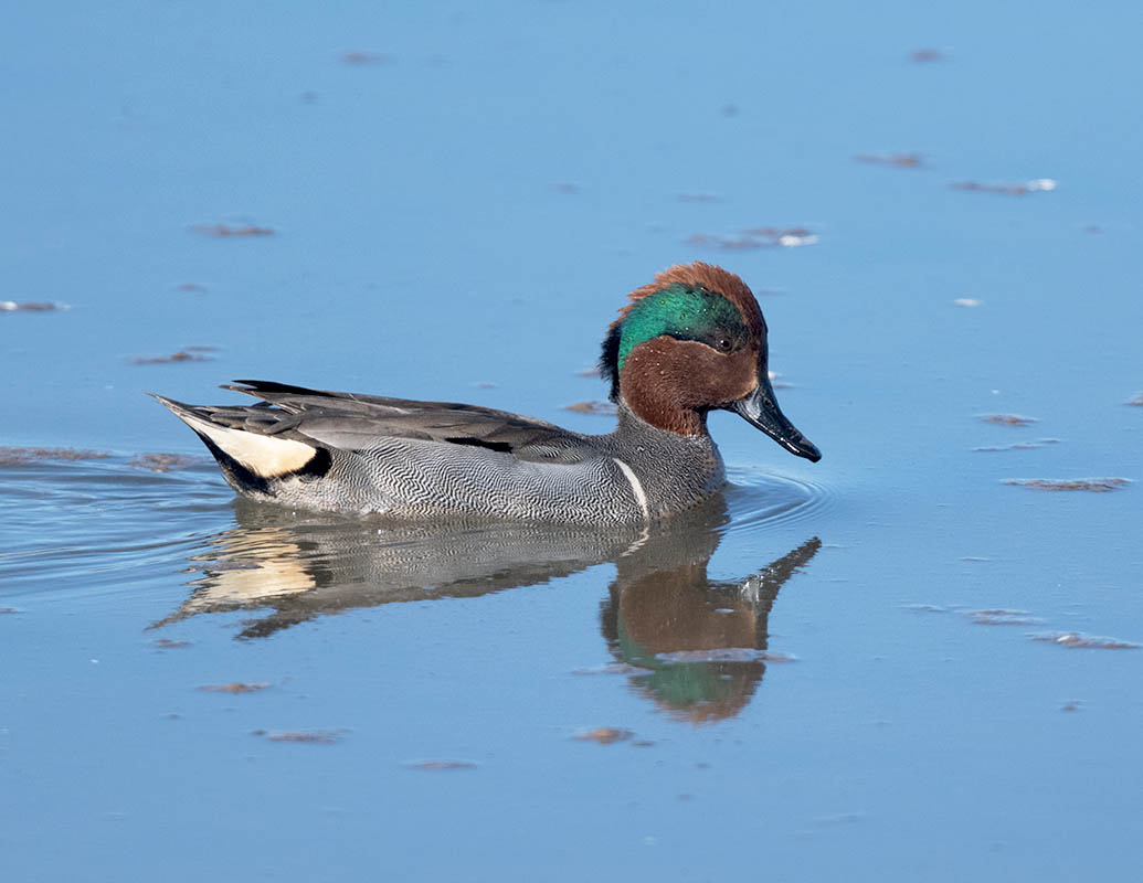 Green-winged Teal DSC_1931.jpg