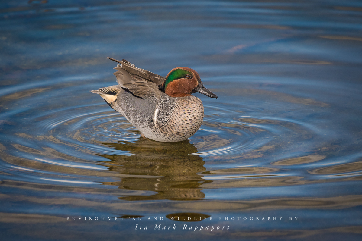 Green-winged Teal.jpg