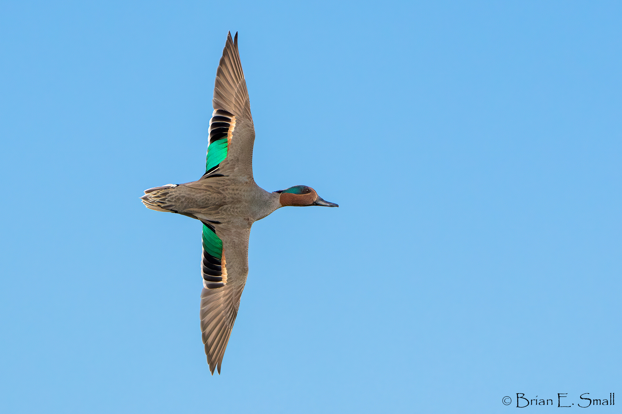 Green-winged-Teal_A1_9010.jpg