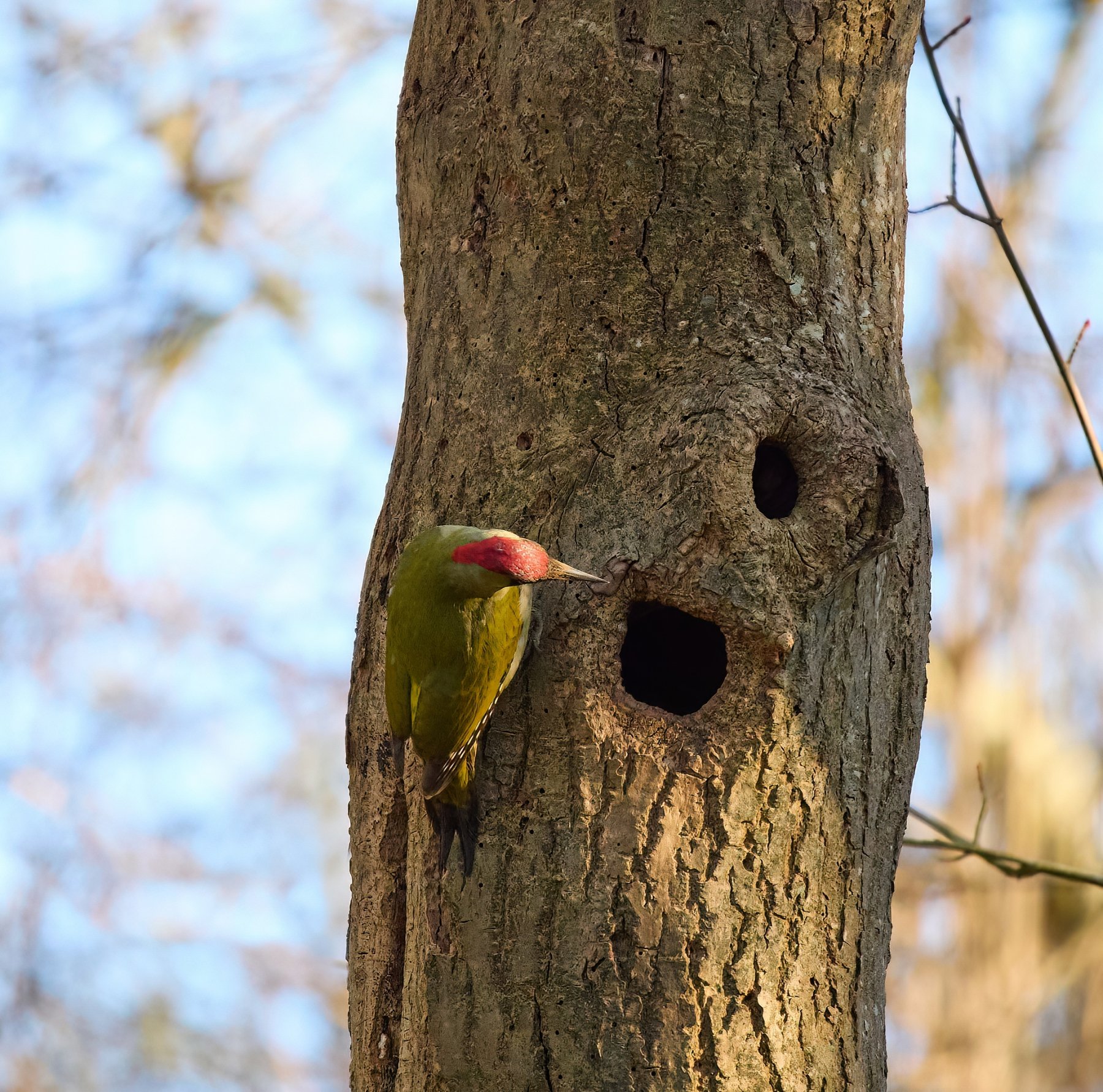  Green Woodpecker.jpg