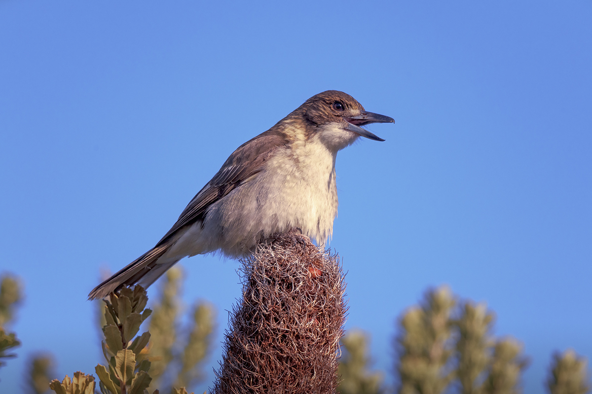 Grey Butcher-bird_Juvenile on Banksia.jpg