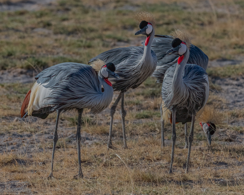Grey crowned Cranes (1 of 1).jpg