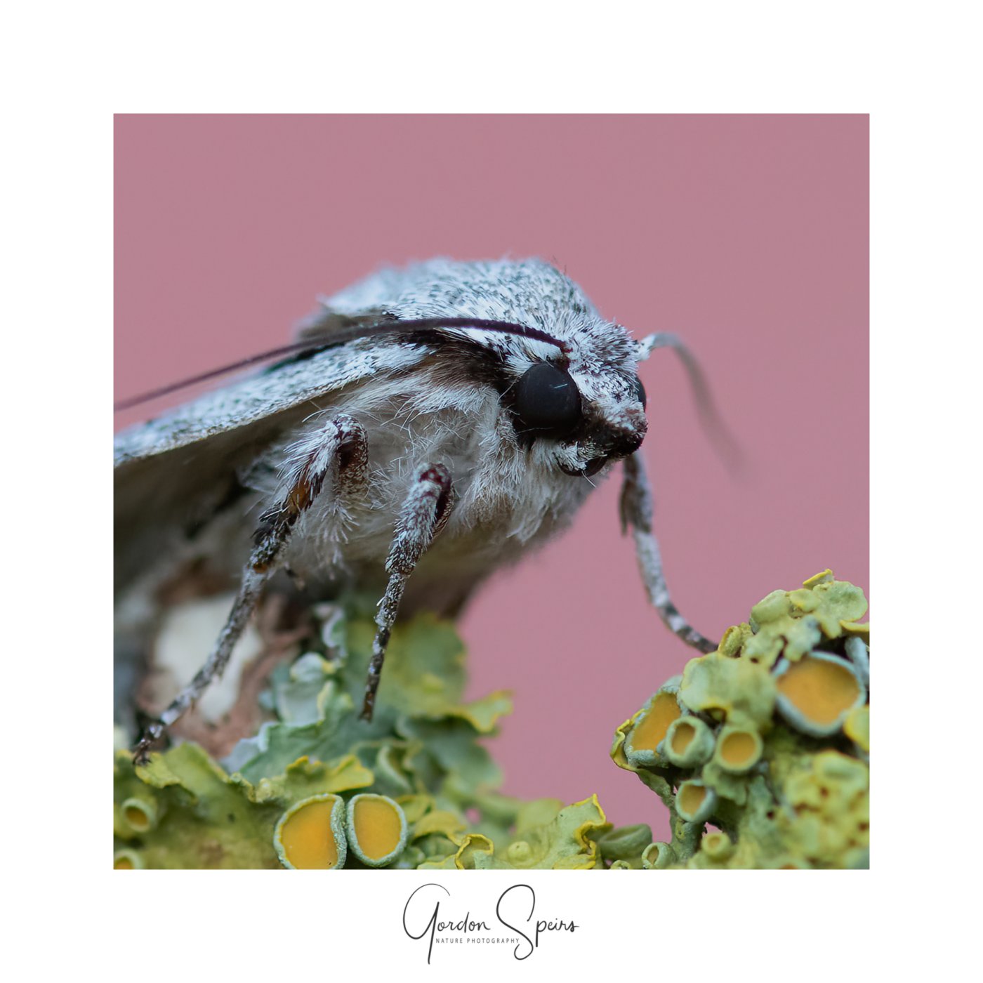 Grey Dagger Moth.jpg