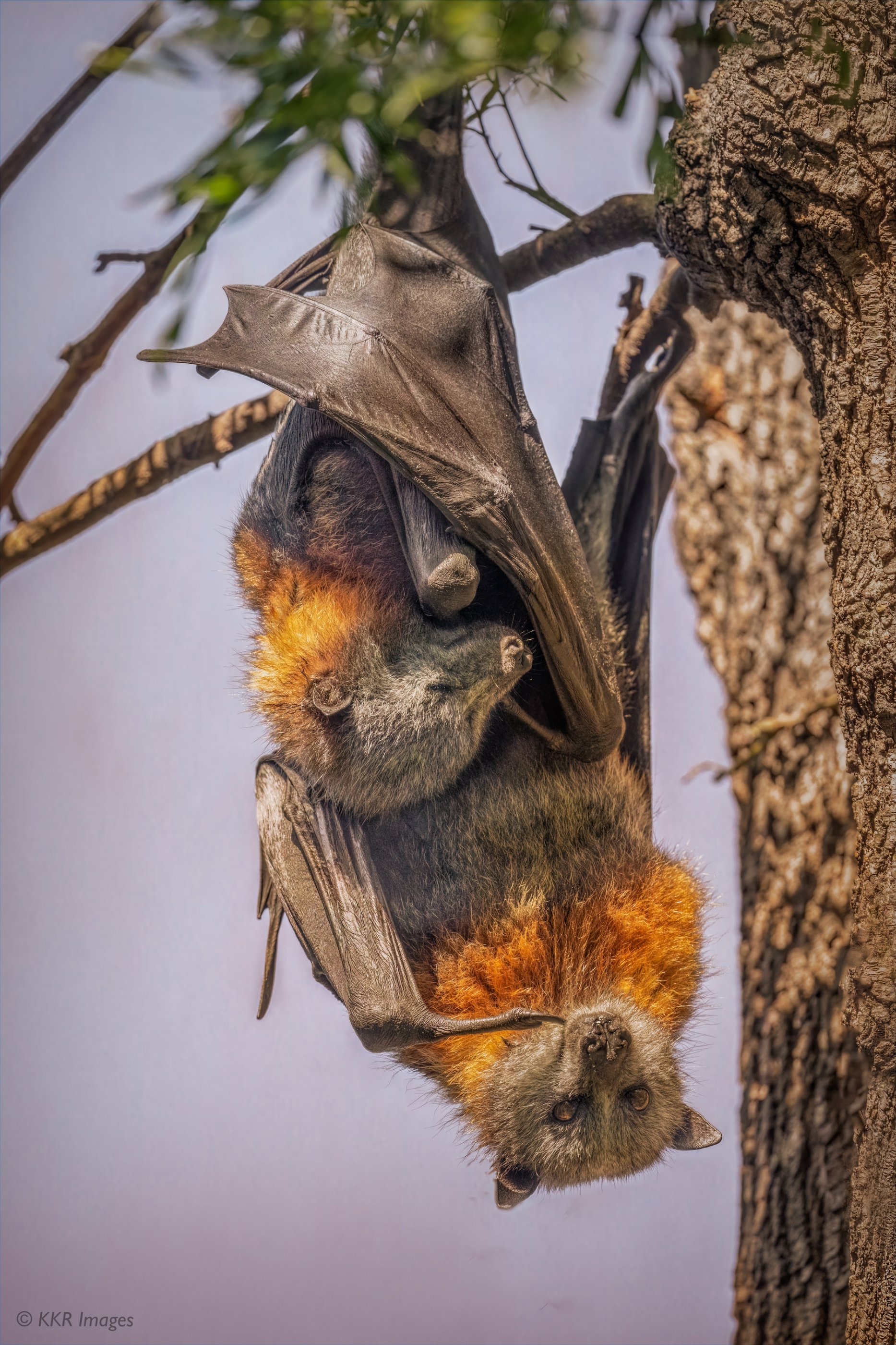 Grey-headed Flying Fox mother and baby hanging out on a hot day 2 copy.jpg