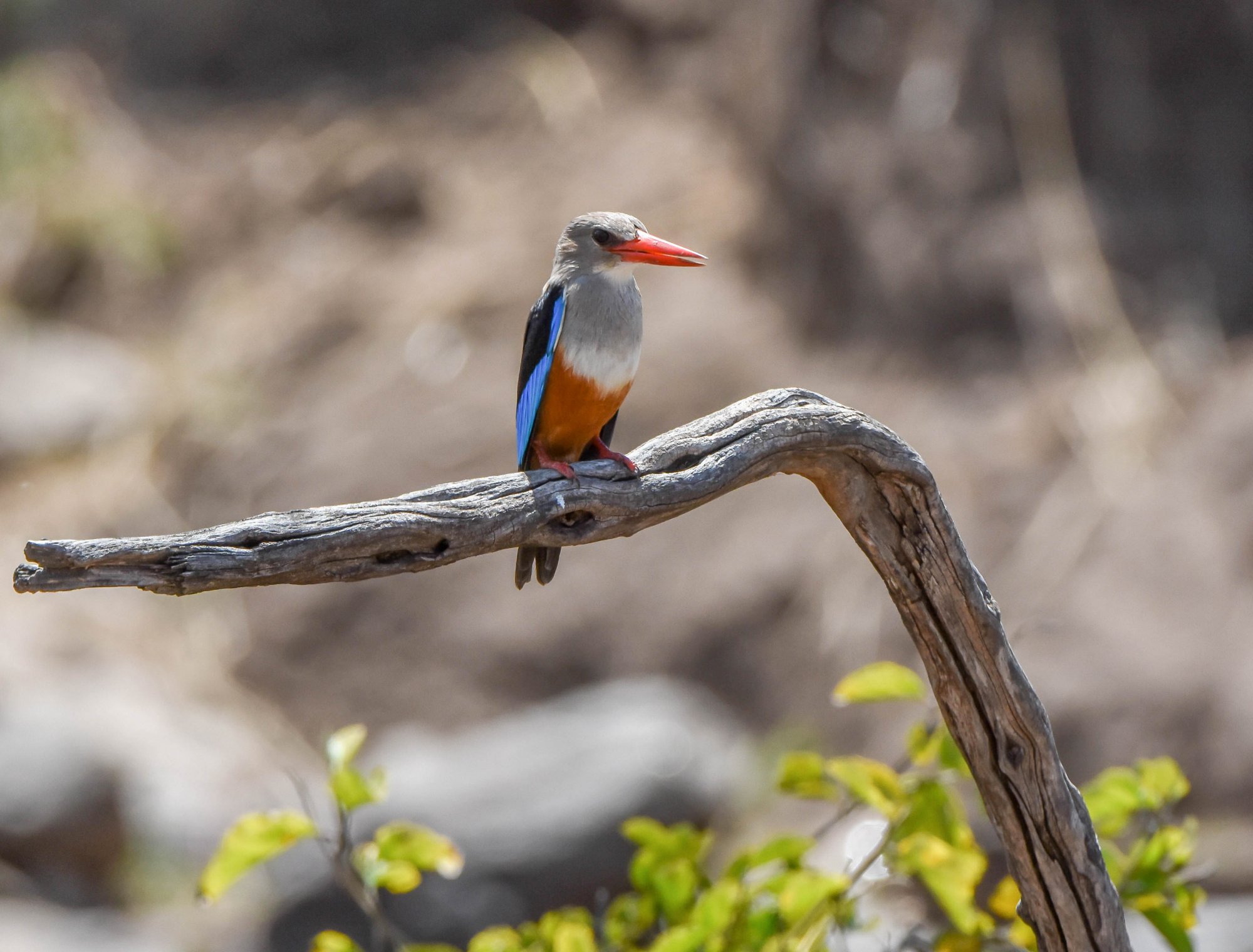 Grey Headed Kingfisher.jpg