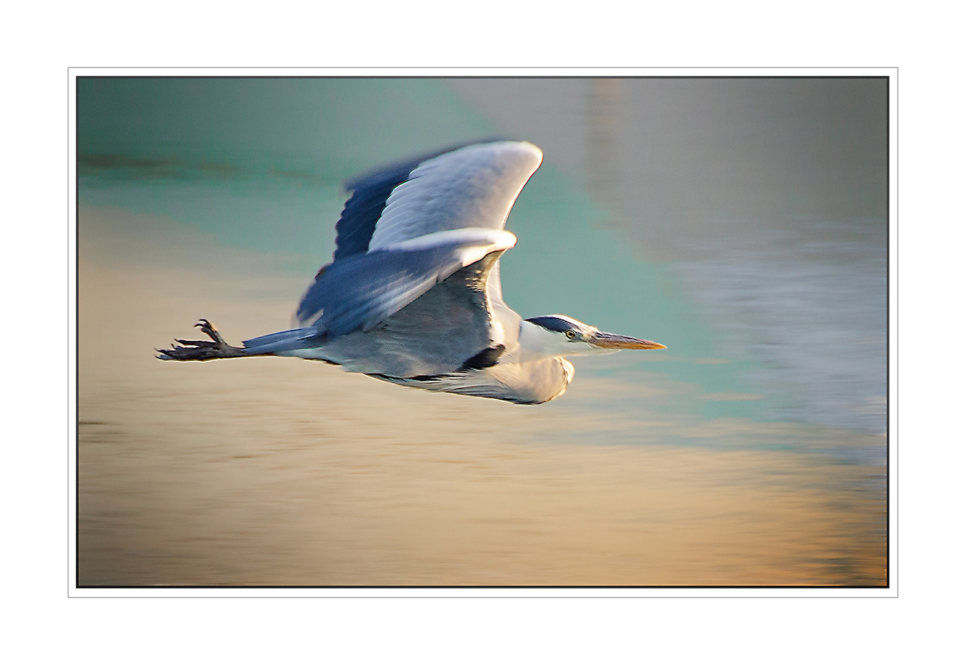 Grey Heron in Flight.jpg