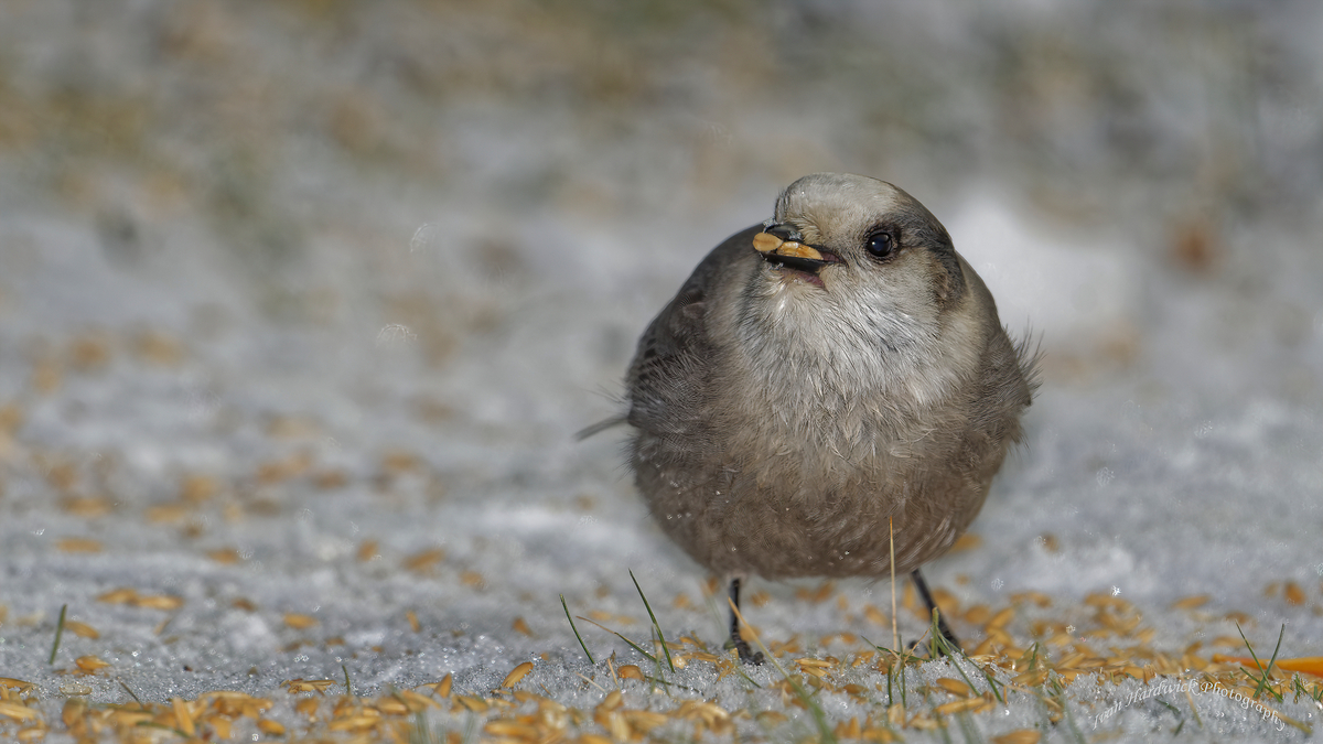 Grey Jay.jpg