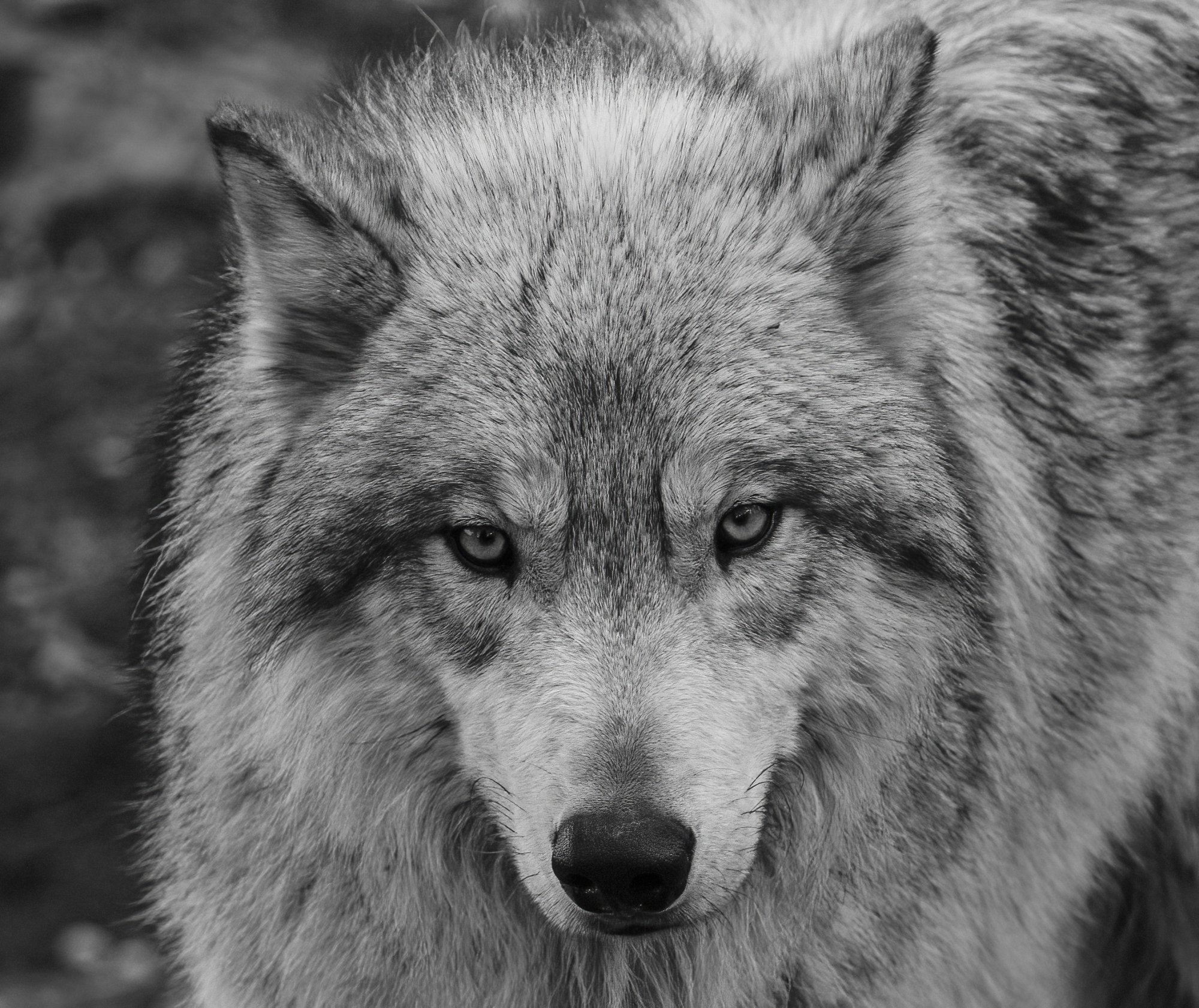 Grey Wolf_.jpg