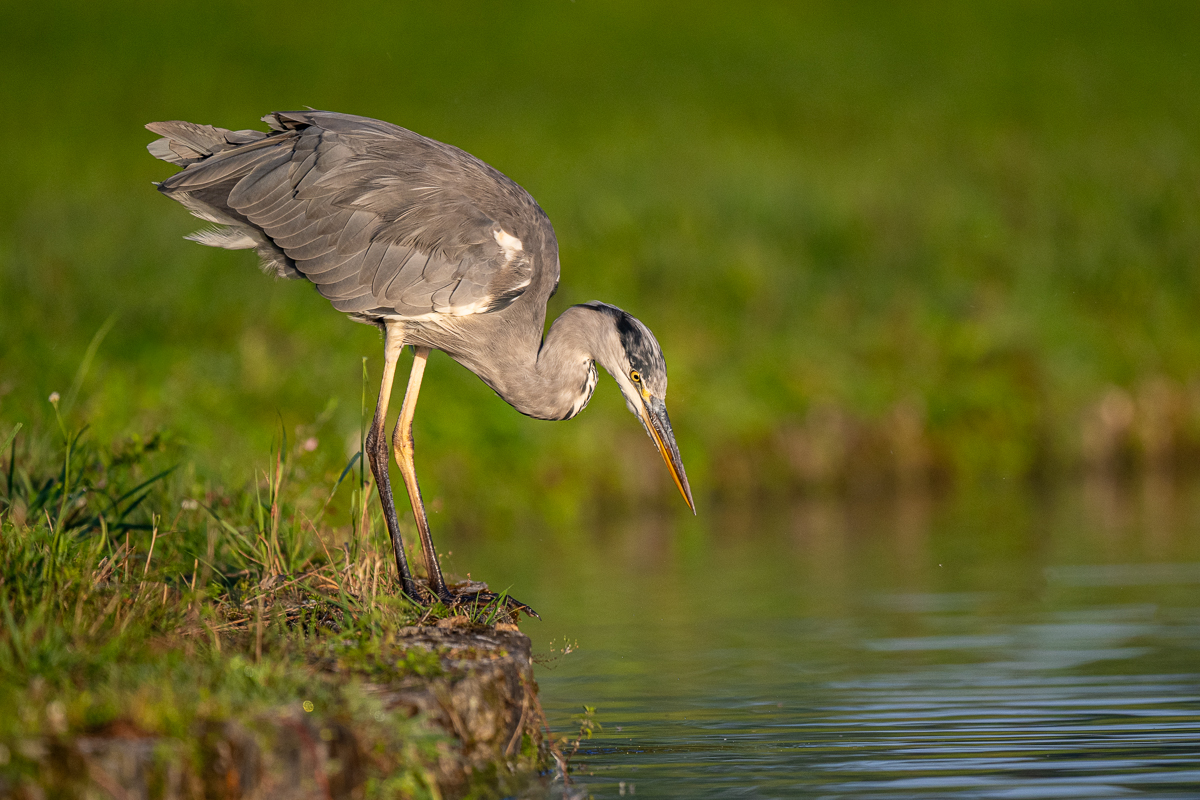 grey_heron.jpg