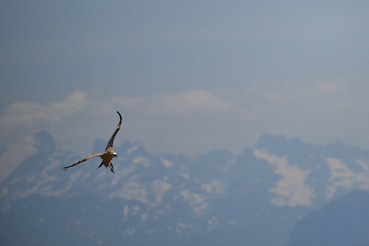 Griffon vulture 3.jpg