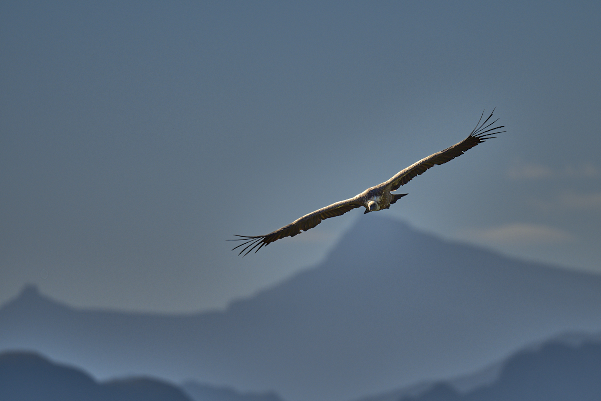 Griffon vulture.jpg