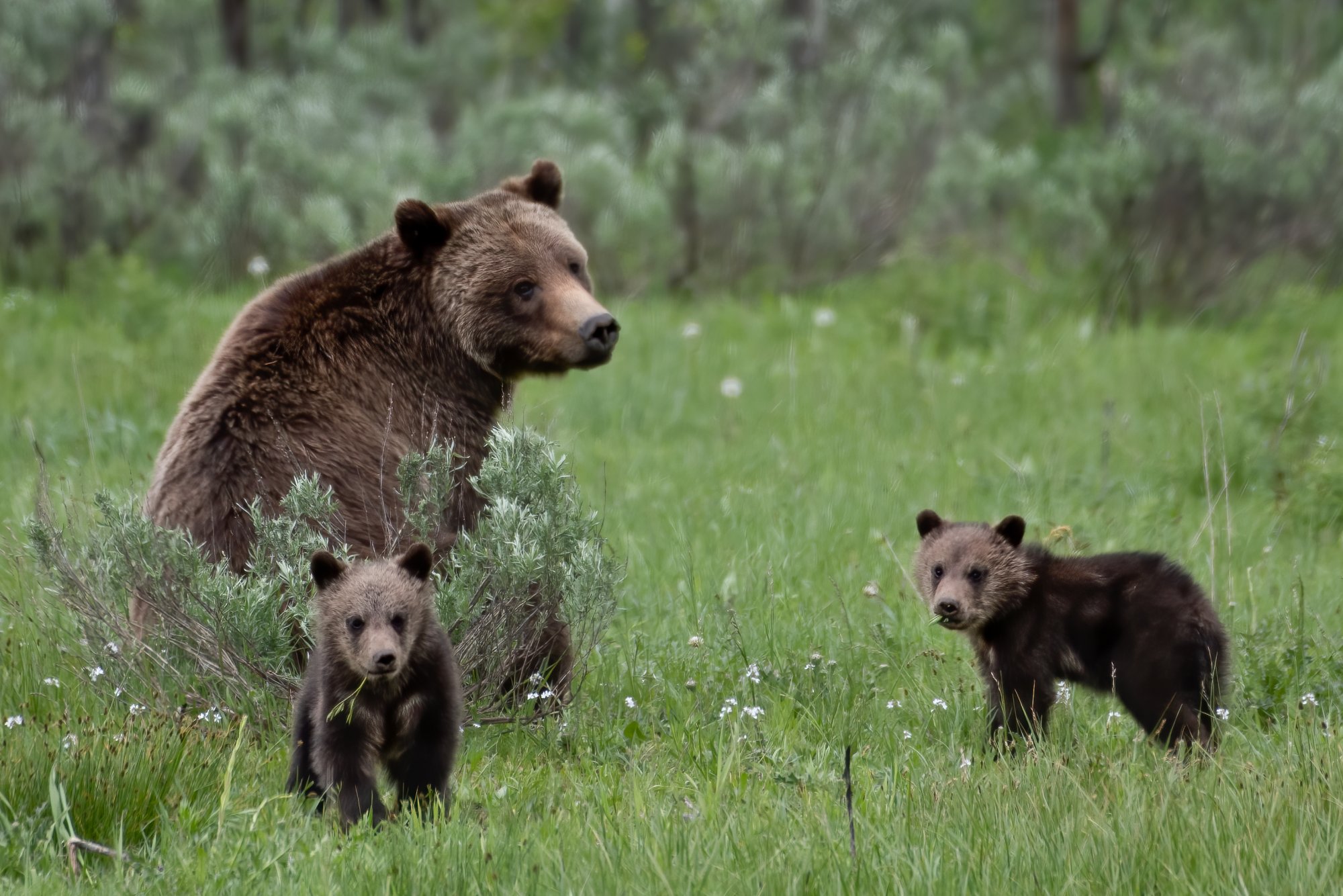 Grizz 399 and 3 of her 4 cubs 06082020.jpg