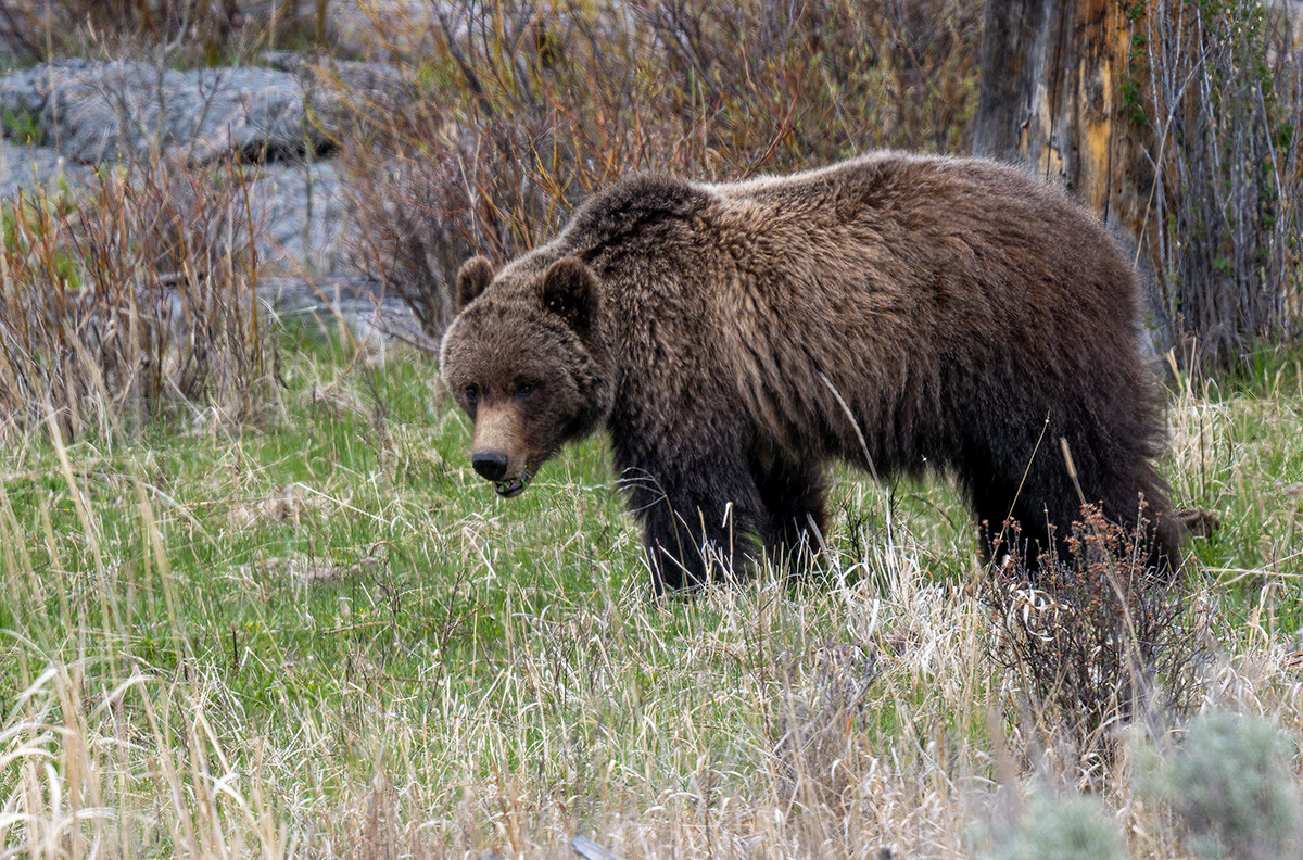 Grizzly BCG Z7I_1109-Enhanced-SR.jpg