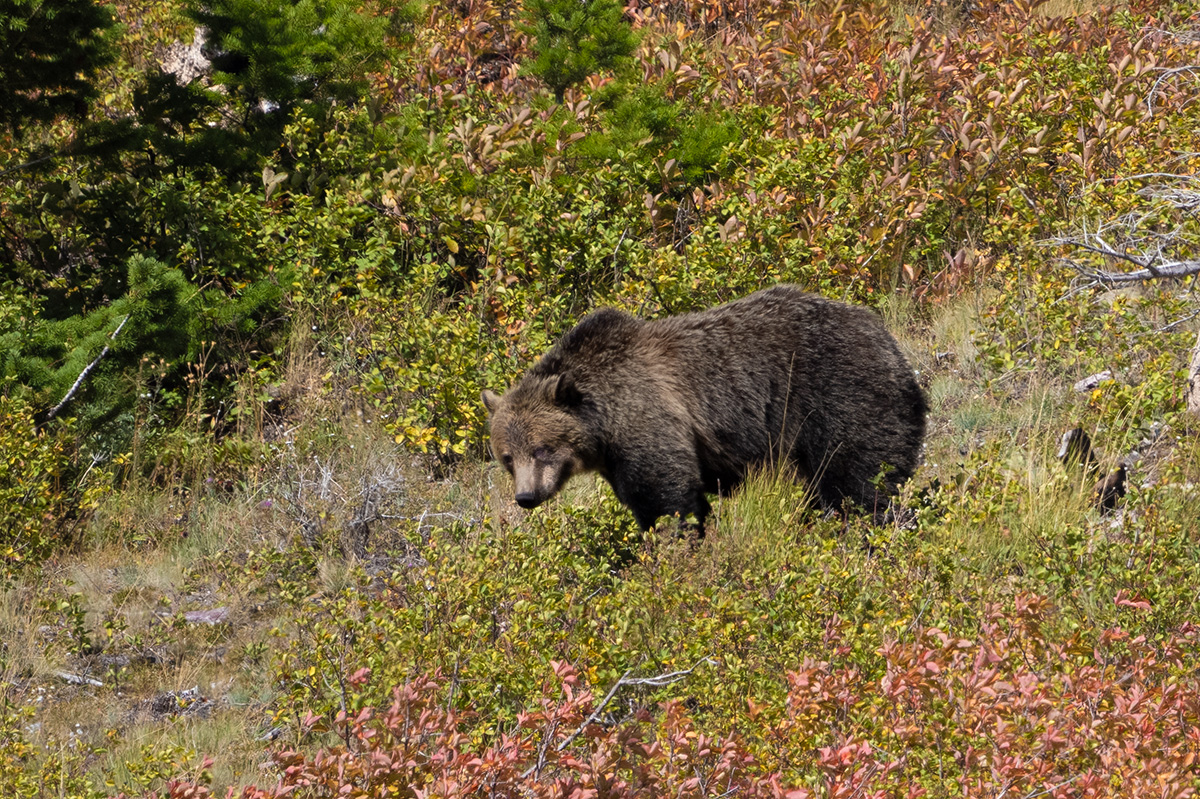 Grizzly final BCG P9251564.jpg