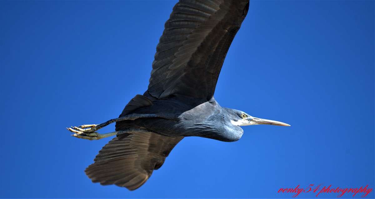 GRK_4282_WesternReefHeronMandviBeach20Jan2020.jpg