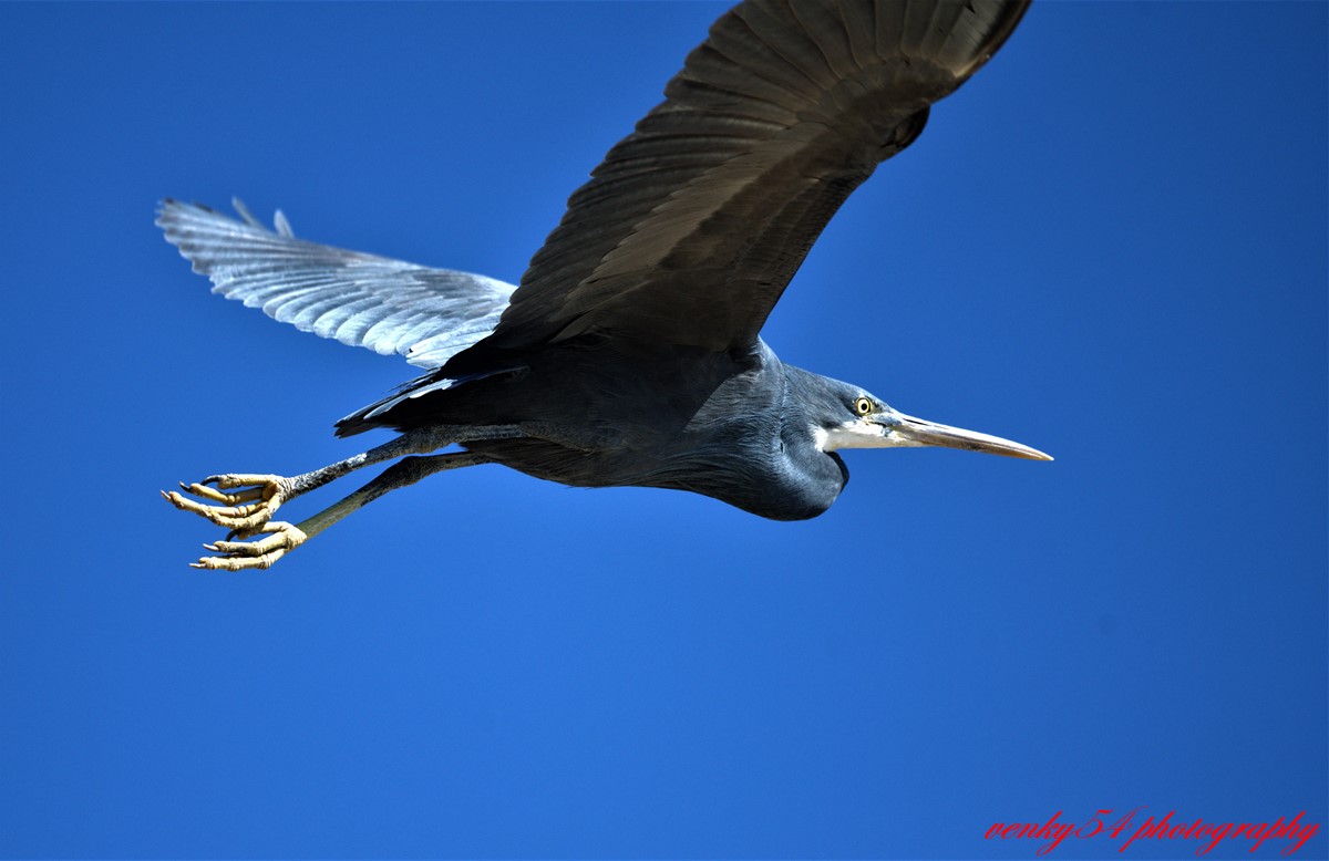 GRK_4283_WesternReefHeronMandviBeach20Jan2020.jpg