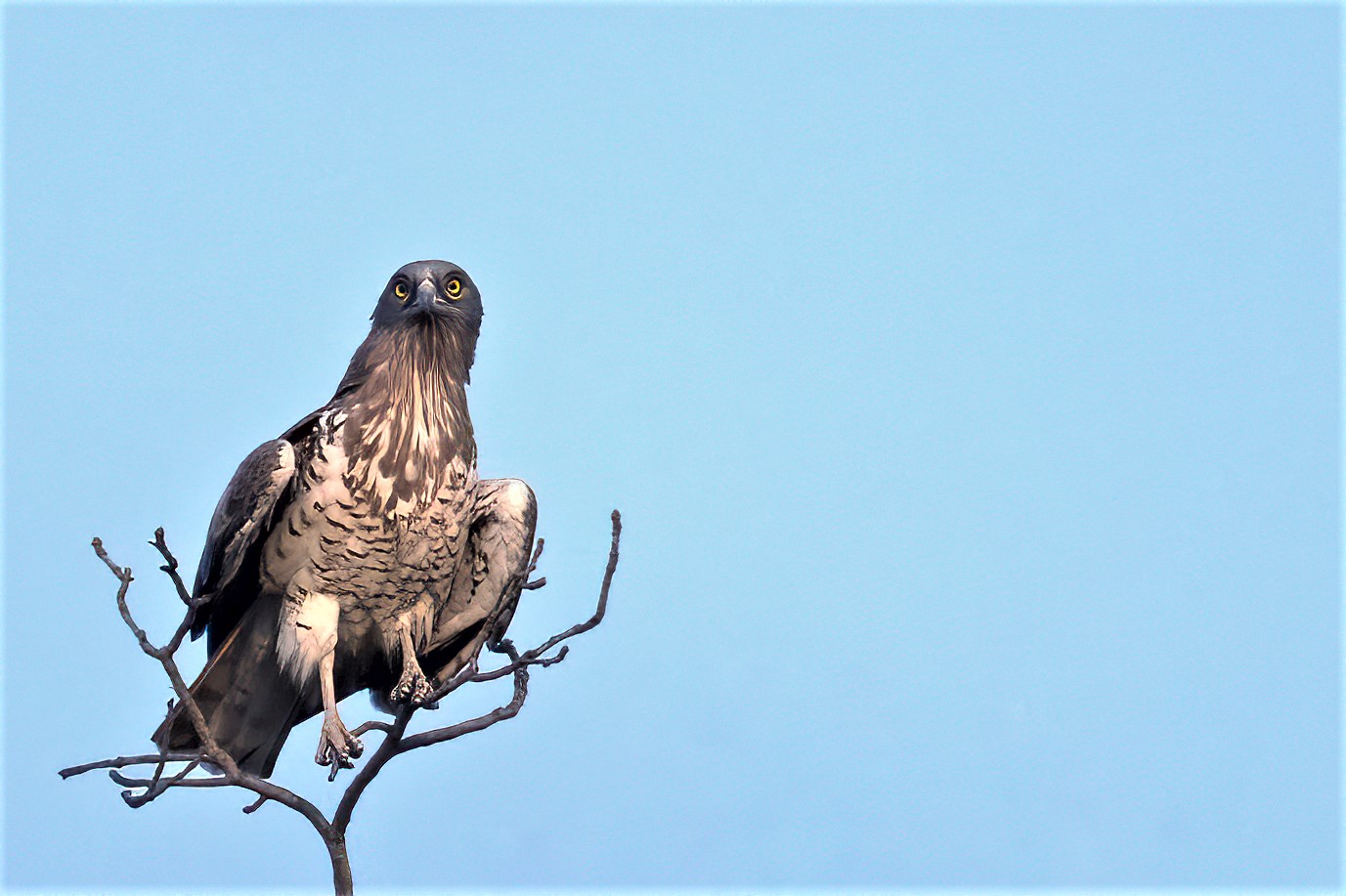 GRK_6971_CrestedHawkEagleAnthaGiriHills31Jan2020.jpg