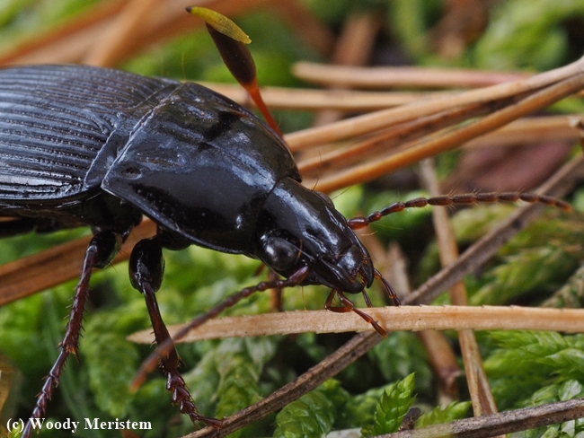 Ground Beetle (A).JPG