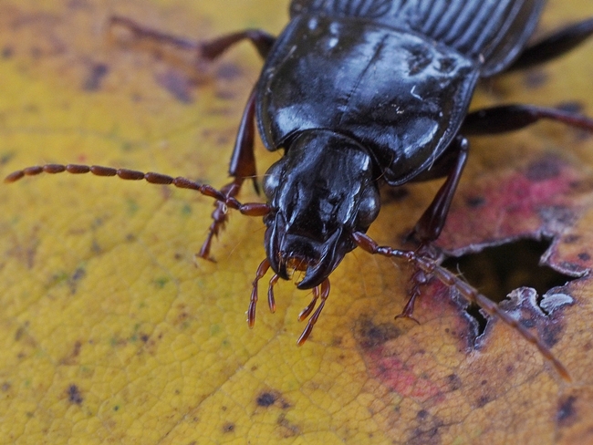 Ground Beetle (B).JPG