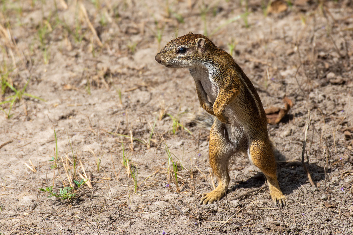Ground Squirrel-1.jpg