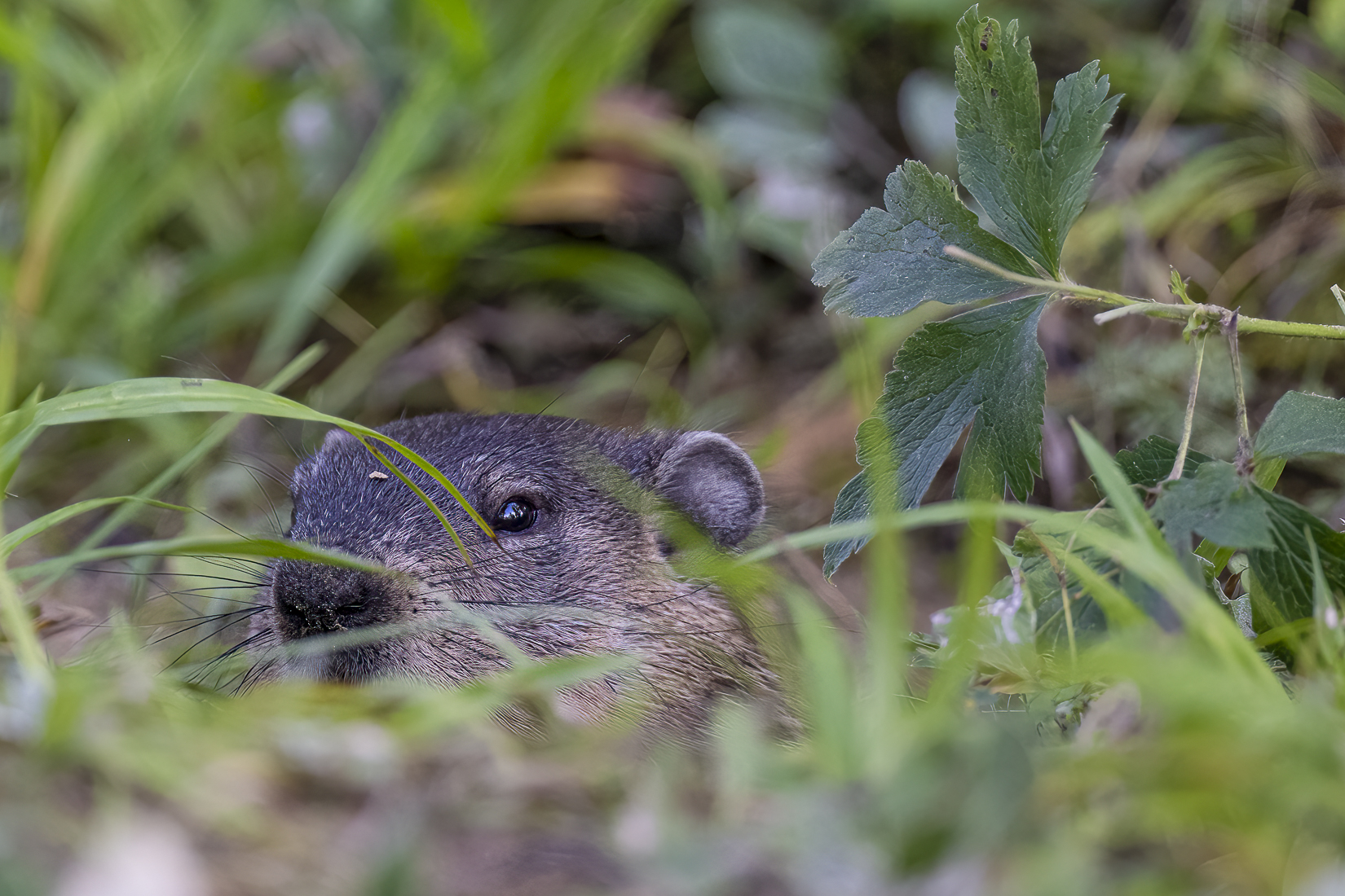 groundhog peeking sized_.jpg
