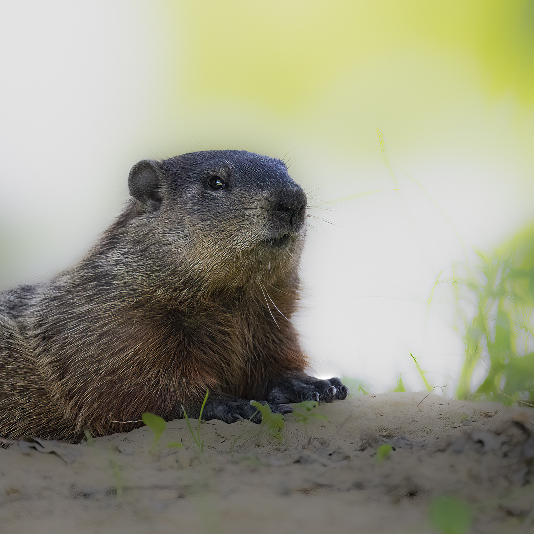 groundhog portrait sized_.jpg