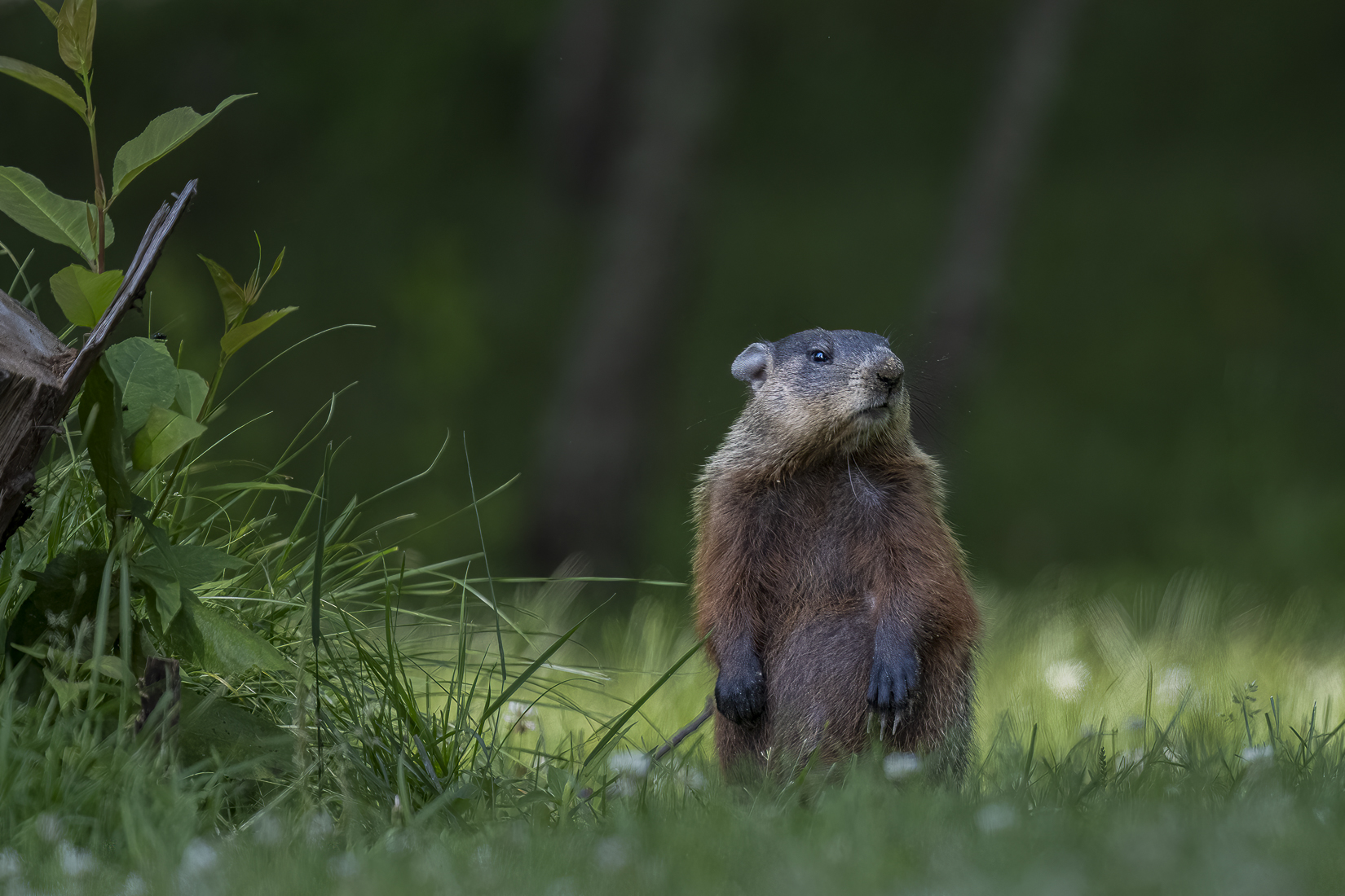 groundhog standing sized_.jpg