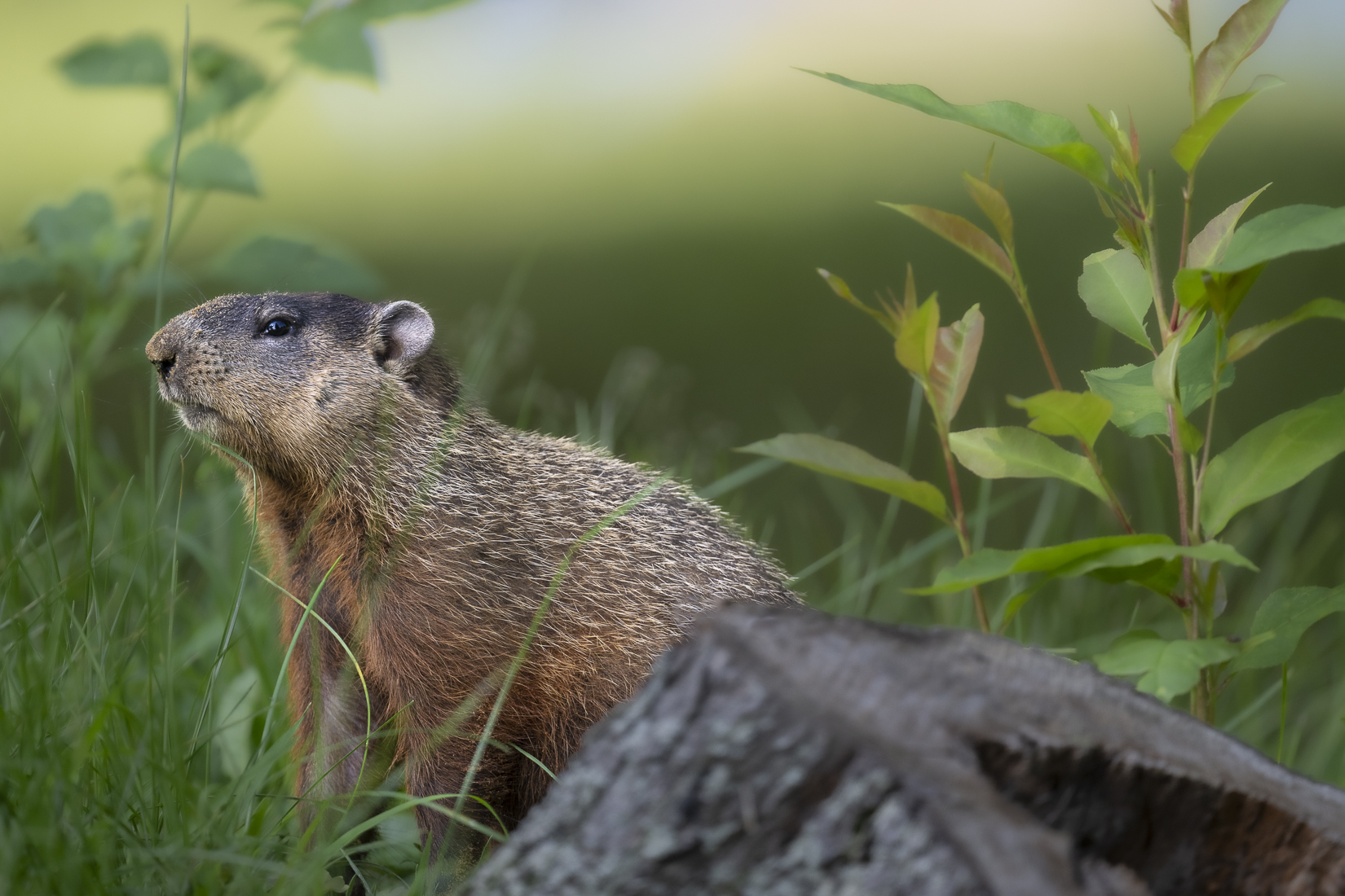 groundhog stump sized_.jpg