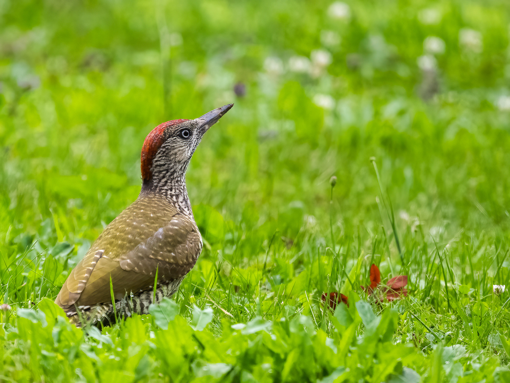 Grünspecht in Wiese.jpg