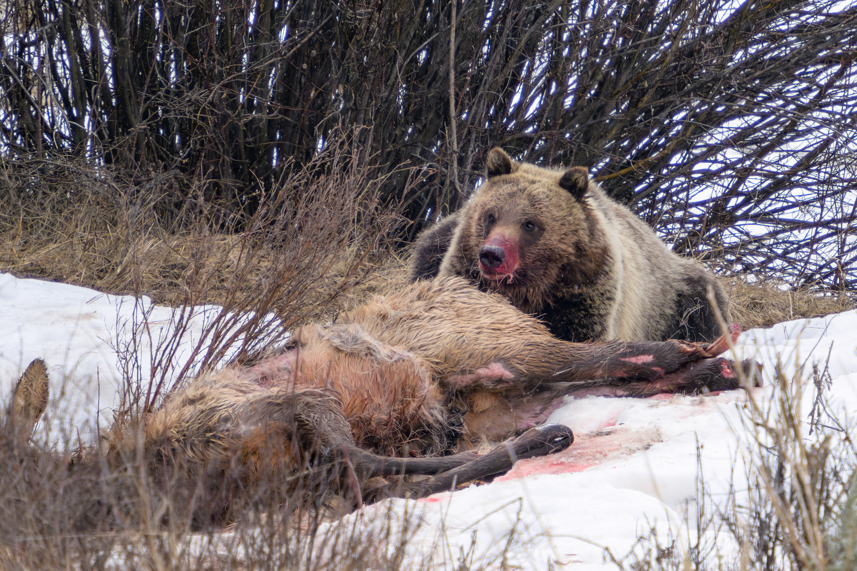 GTNP Grizz on Elk keep (3).jpg