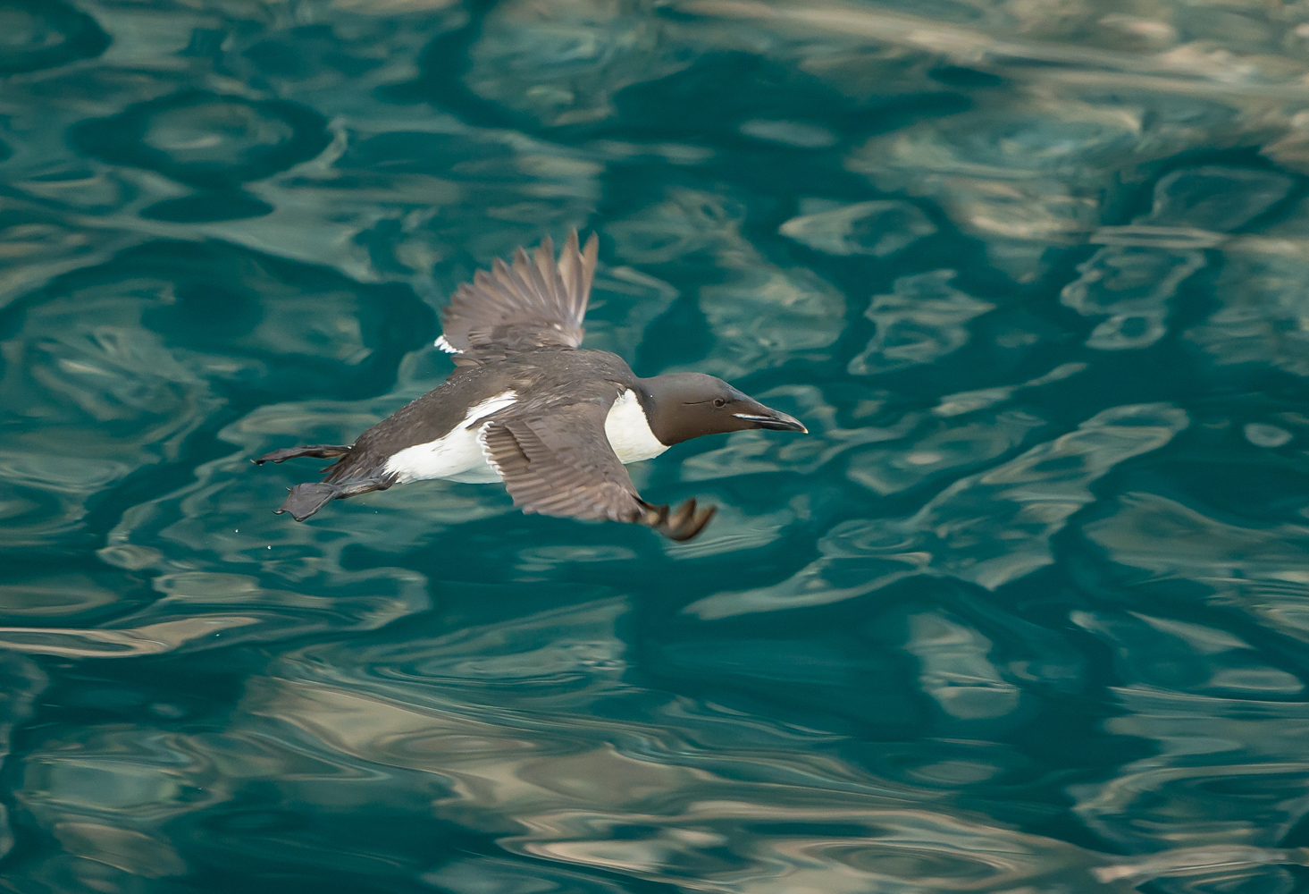 Guillemot.jpg