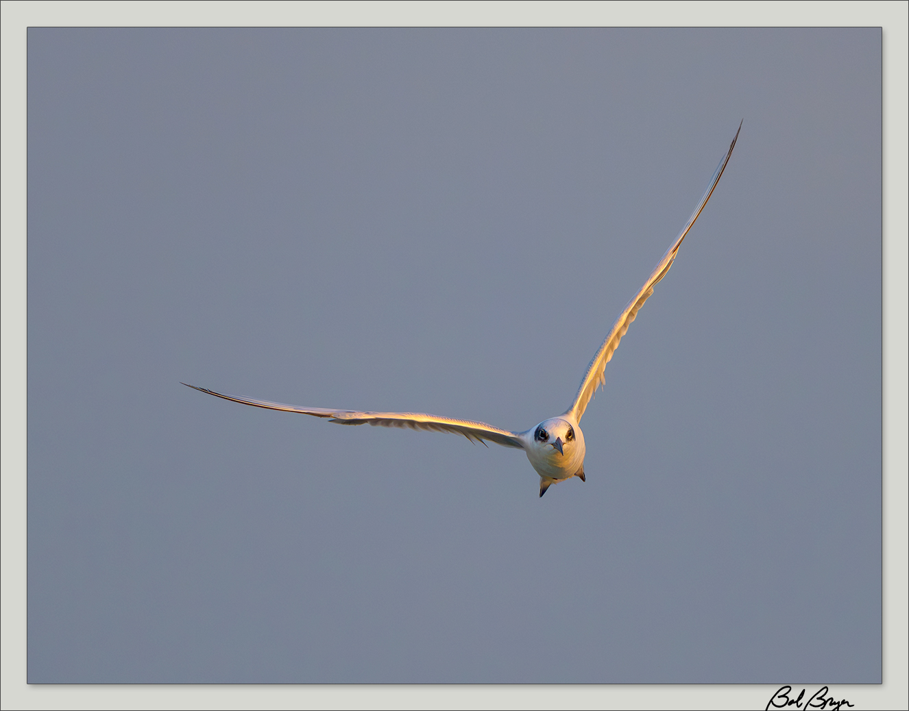 gul-billed-tern-1.jpg