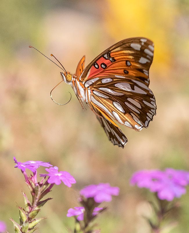 Gulf Fritillary  Mary Jo's 091620167X0A0084.jpg