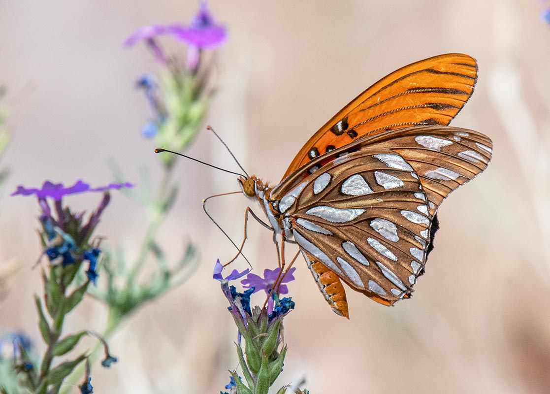 Gulf Fritillary  Mary Jos 500_433206282019.jpg