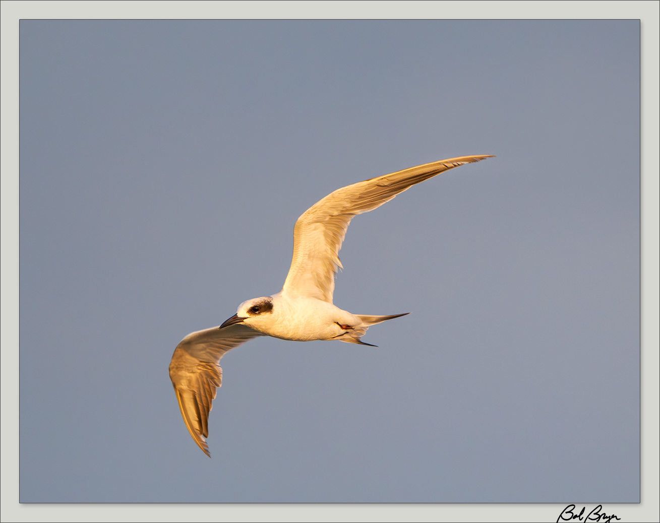 gull-billed-tern-2.jpg