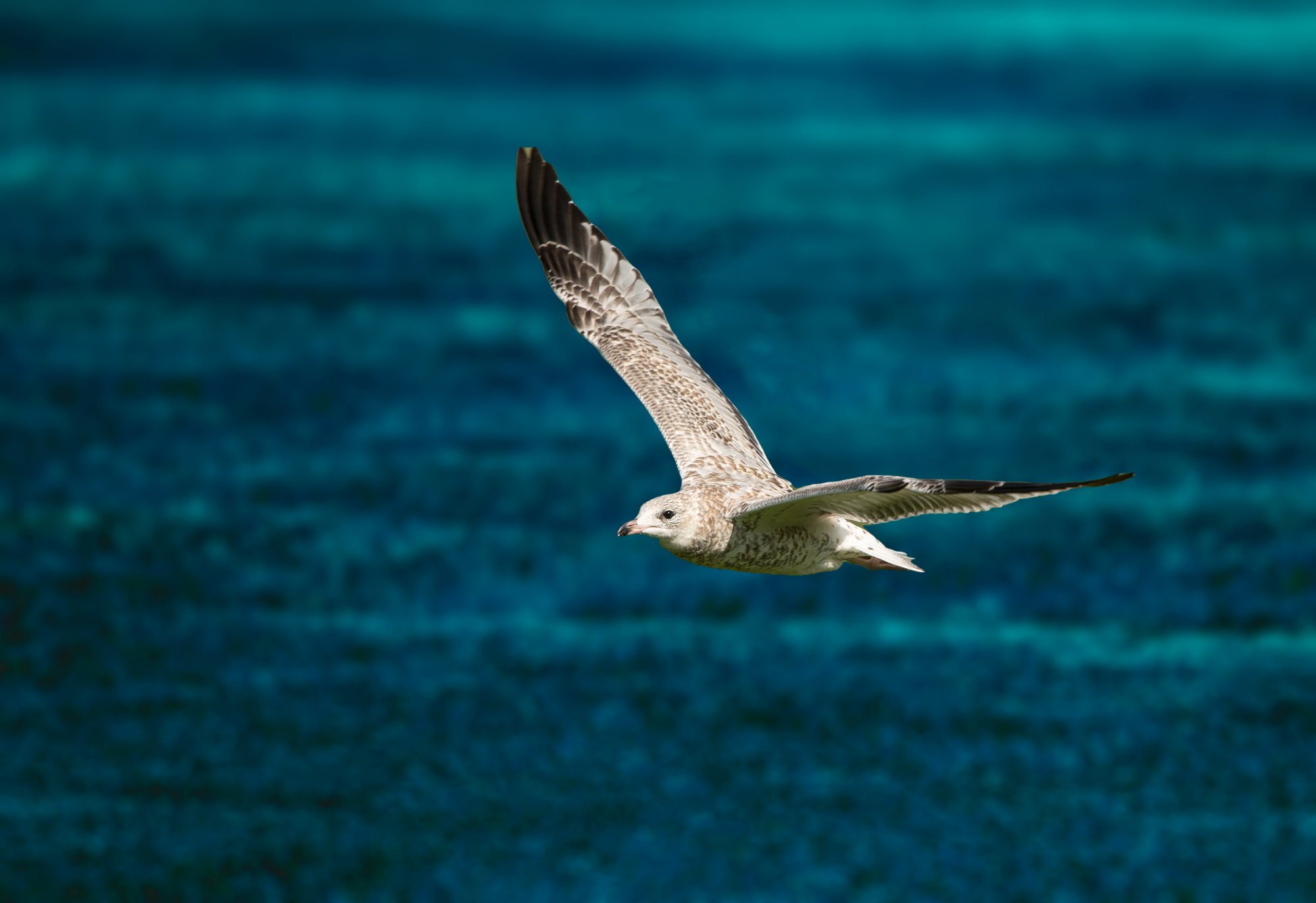 gull over water.jpg