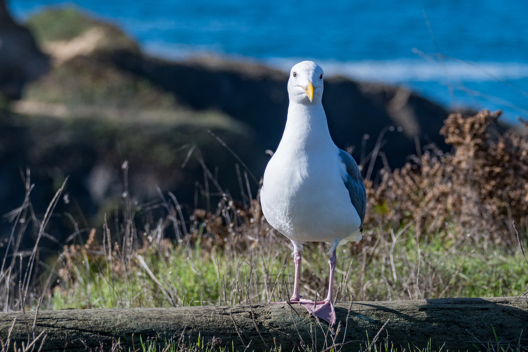 Gull posing-1024-IMG_00001.jpg