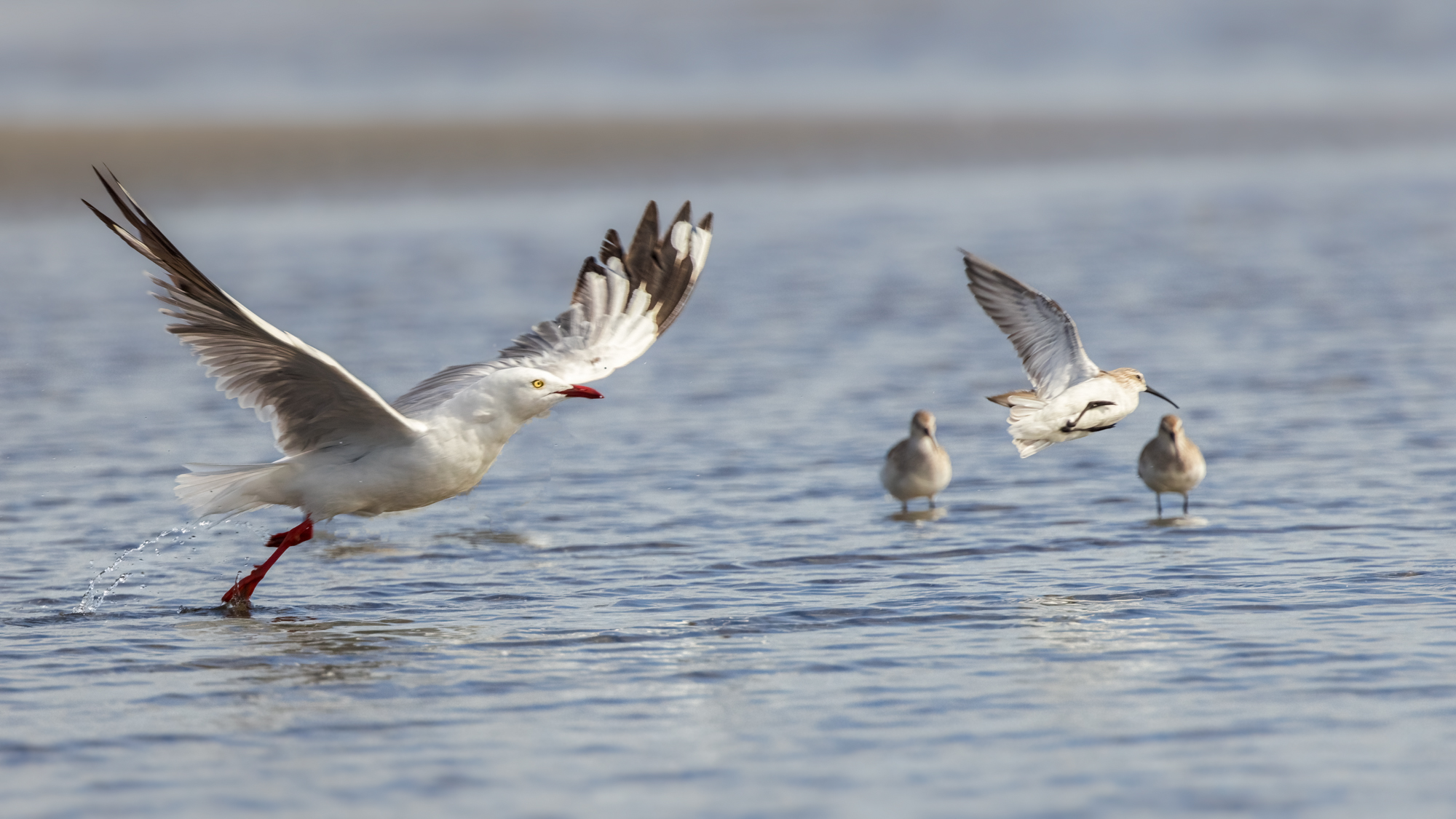 Silver Gull & Curlew Sandpiper : Moreton Bay