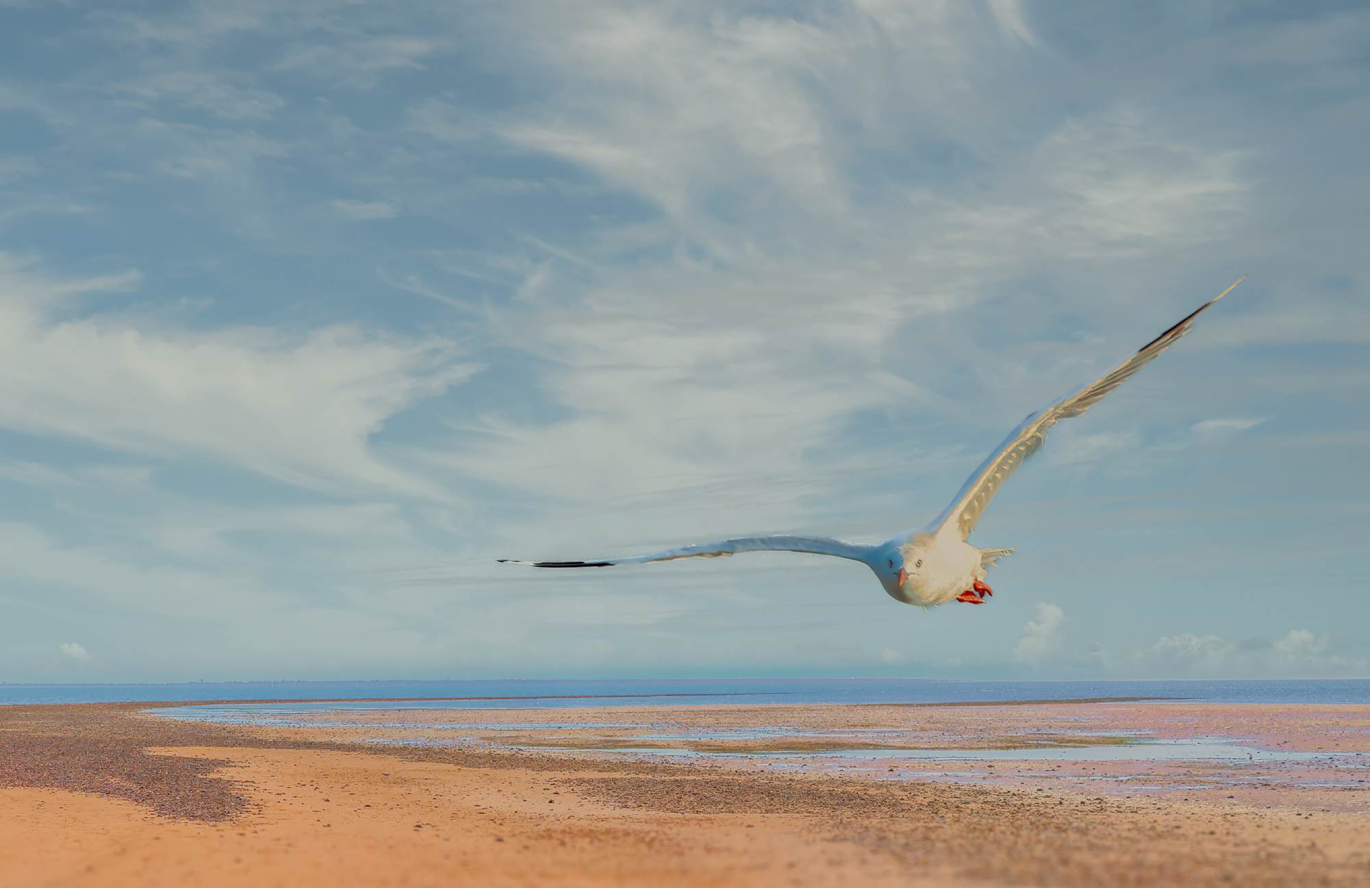 Silver Gull : Dacelo novaeguineae