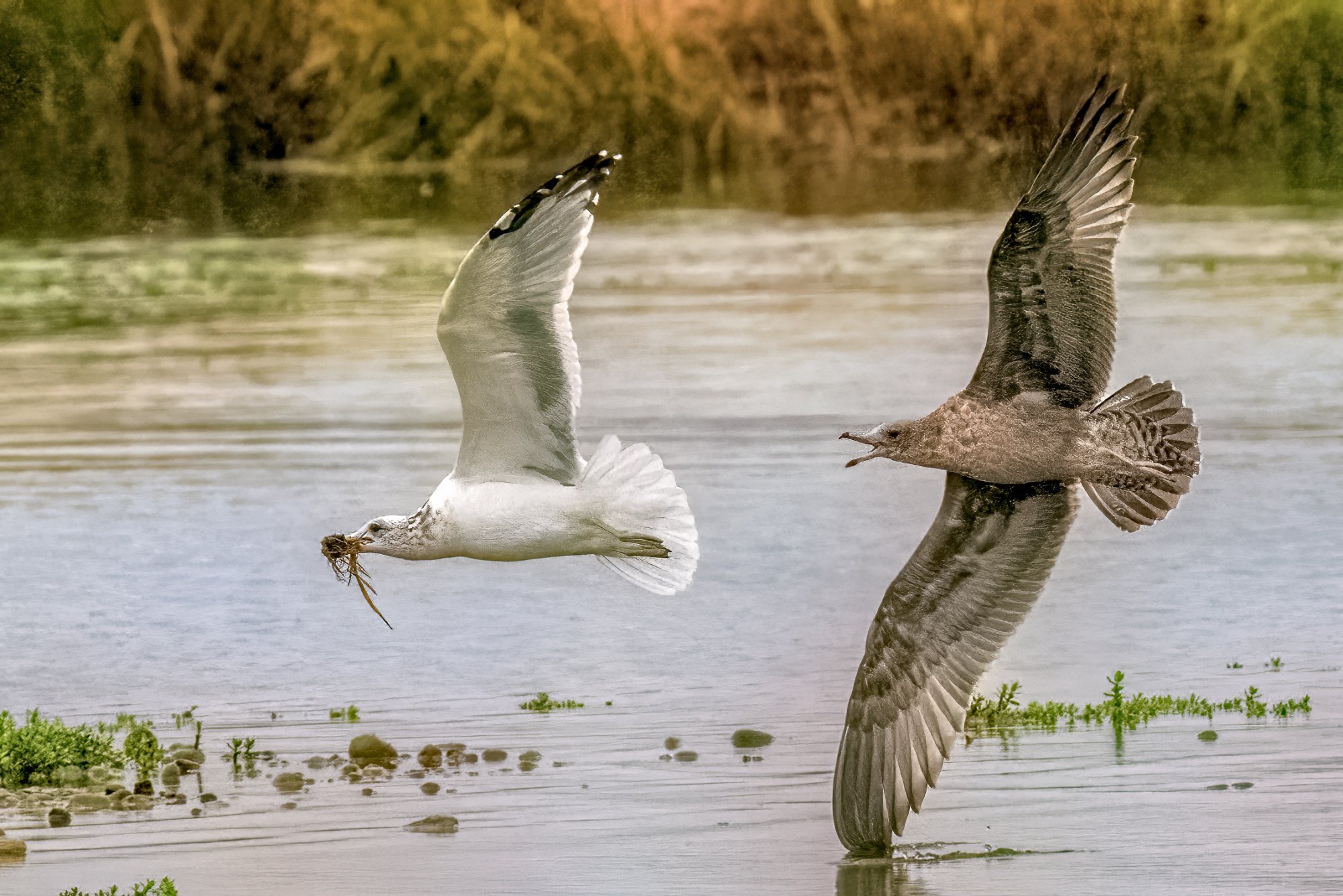 Gulls Chasing Each Other Belfair SP 9-12-2021.jpg